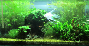 Aqua Talk