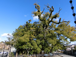 東福山　西光寺