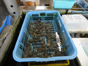 伊豆漁協土肥大藪直売所