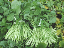 水かけ菜