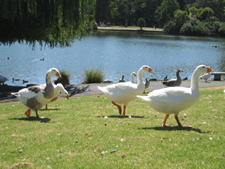 ウエスタンスプリングス公園